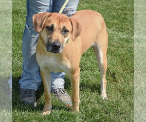 Violet - Female German Shepherd Dog-Unknown Mix Dog for Adoption - Photo #2