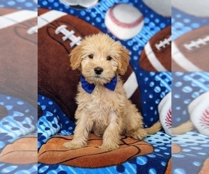 Goldendoodle (Miniature) Puppy for sale in QUARRYVILLE, PA, USA