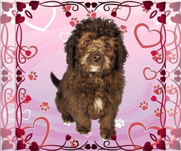 Medium Photo #14 Bernedoodle (Miniature) Puppy For Sale in PEYTON, CO, USA