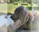 Small Photo #4 Weimaraner Puppy For Sale in SHELBYVILLE, IN, USA