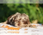 Small #20 ShihPoo