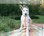 Small #5 German Shepherd Dog
