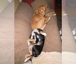 Small #4 Beagle Mix