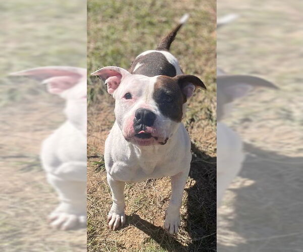 Medium Photo #1 American Pit Bull Terrier Puppy For Sale in Augusta, GA, USA