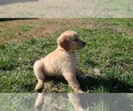 Small Photo #12 Golden Retriever Puppy For Sale in SALISBURY, NC, USA
