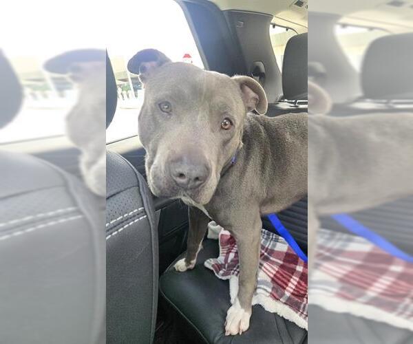 Medium Photo #1 American Staffordshire Terrier Puppy For Sale in Fort Lauderdale, FL, USA