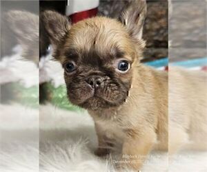 French Bulldog Puppy for sale in MIAMI, FL, USA