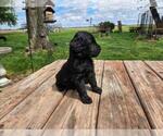 Small #3 Goldendoodle