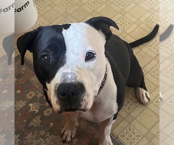 Medium Photo #10 American Pit Bull Terrier-Unknown Mix Puppy For Sale in Fargo, ND, USA