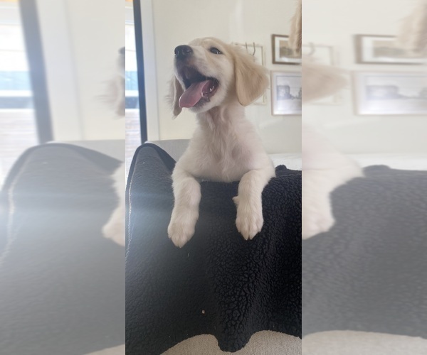 Medium Photo #1 Goldendoodle Puppy For Sale in AUSTIN, TX, USA