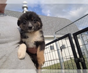 Miniature Australian Shepherd Puppy for sale in MOULTON, IA, USA