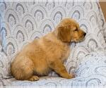 Small Photo #6 Golden Retriever Puppy For Sale in WAKARUSA, IN, USA