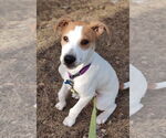 Small #4 Retriever  Mix