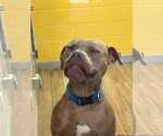 Small #5 Mastiff Mix