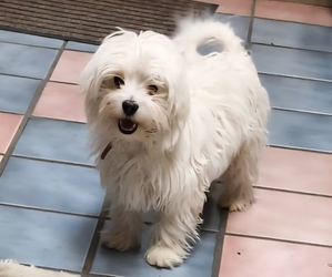 Maltese Puppy for sale in PLACITAS, NM, USA