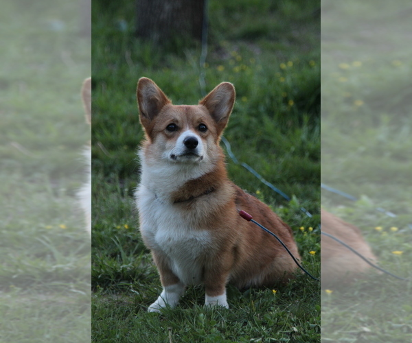 Medium Photo #9 Pembroke Welsh Corgi Puppy For Sale in FAIR GROVE, MO, USA