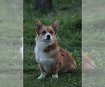 Small #8 Pembroke Welsh Corgi