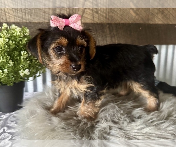 Medium Photo #3 Yorkshire Terrier Puppy For Sale in NAPPANEE, IN, USA