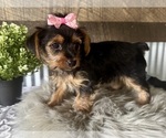 Small #2 Yorkshire Terrier