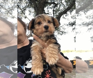 Yorkshire Terrier Puppy for sale in CYPRESS MILL, TX, USA