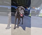 Small Photo #3 Labrador Retriever-Unknown Mix Puppy For Sale in New York, NY, USA