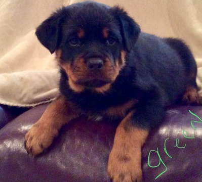 Medium Photo #1 Rottweiler Puppy For Sale in HERMITAGE, MO, USA