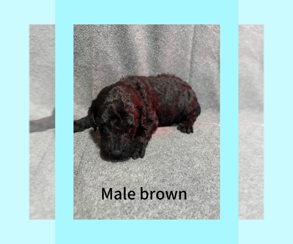 Medium Photo #1 Labradoodle Puppy For Sale in WILLISTON, SC, USA