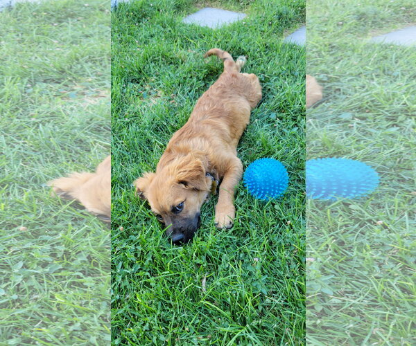 Medium Photo #2 Basset Hound-Unknown Mix Puppy For Sale in Sandy, UT, USA