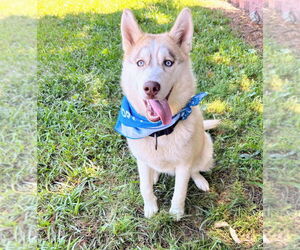 - Mix Dogs for adoption in Bryant, AR, USA