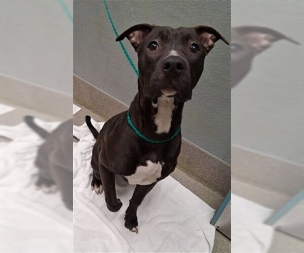 Medium Photo #1 Mutt Puppy For Sale in Las Vegas, NV, USA