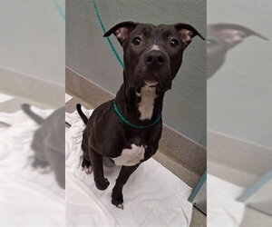 Mutt Dogs for adoption in Las Vegas, NV, USA