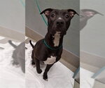 *WAYNE - Male Mutt Dog for Adoption - Small photo