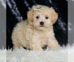Small Photo #77 Maltipoo (Miniature) Puppy For Sale in WARSAW, IN, USA