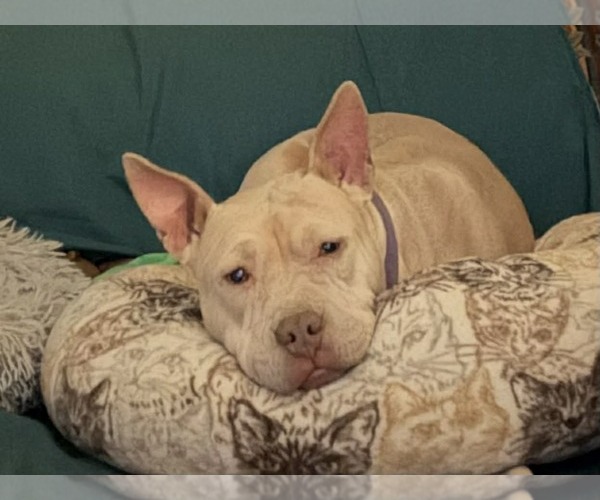 Medium Photo #3 Mutt Puppy For Sale in Catasauqua, PA, USA