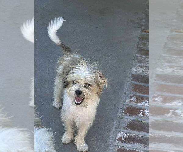 Medium Photo #1 Mutt Puppy For Sale in Banning, CA, USA