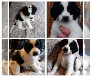Bernedoodle Puppy for sale in EAST CANTON, OH, USA