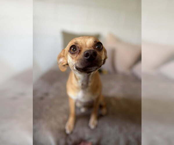 Medium Photo #1 Mutt Puppy For Sale in San Leon, TX, USA