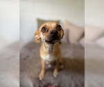 Small Mutt