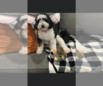 Small Photo #1 Bernedoodle (Miniature) Puppy For Sale in OSTRANDER, OH, USA