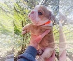 Small Photo #9 English Bulldog Puppy For Sale in JOSHUA, TX, USA