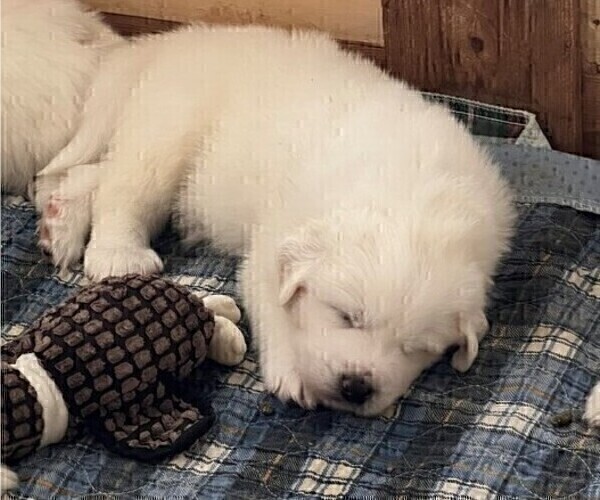 Medium Photo #5 Great Pyrenees Puppy For Sale in MOUNT AIRY, NC, USA