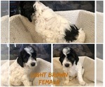 Small Photo #5 Pyredoodle Puppy For Sale in DACULA, GA, USA