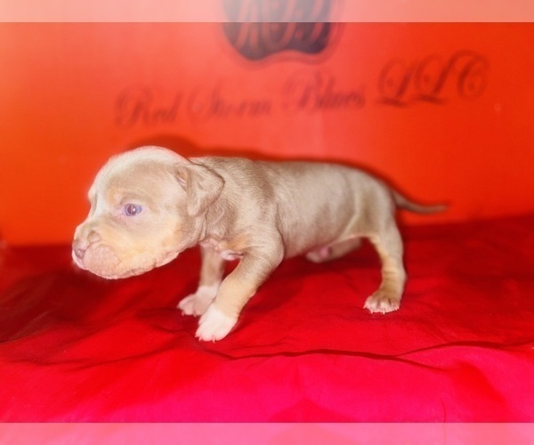 Medium Photo #1 American Bully Puppy For Sale in TRENTON, NJ, USA