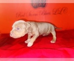 Puppy Puppy 6 American Bully