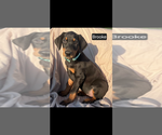 Small #5 Doberman Pinscher