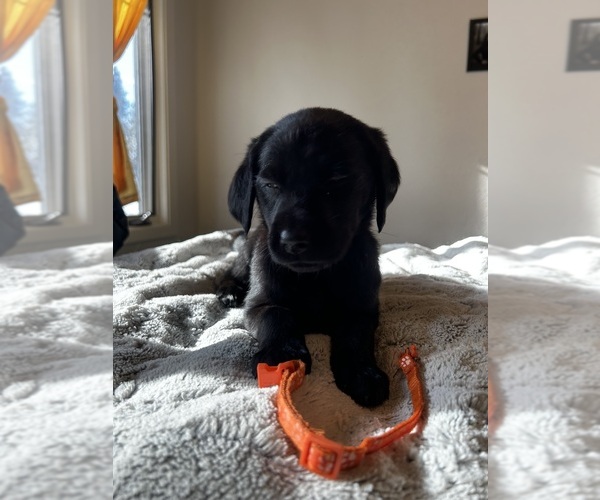 Medium Photo #4 Golden Labrador Puppy For Sale in SPOKANE, WA, USA