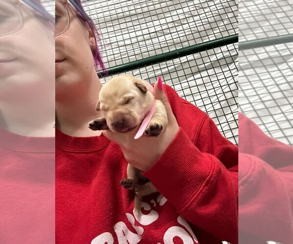 Medium Photo #1 Mastiff-Unknown Mix Puppy For Sale in Calgary, Alberta, Canada