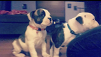 Small Photo #15 American Bulldog Puppy For Sale in YAKIMA, WA, USA