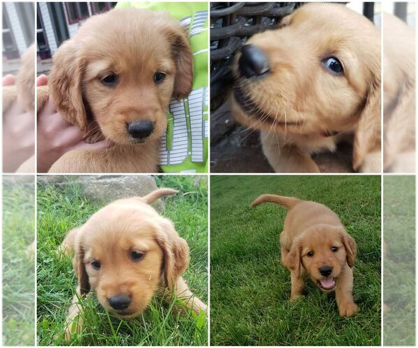 Medium Photo #1 Golden Retriever Puppy For Sale in BLUE MOUNDS, WI, USA