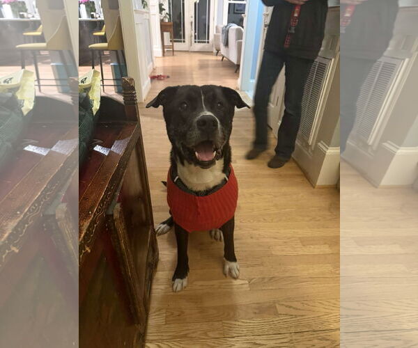 Medium Photo #3 Plott Hound-Unknown Mix Puppy For Sale in Holly Springs, NC, USA